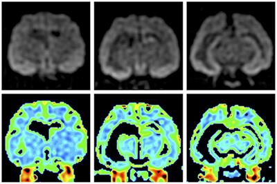 Corrigendum: Focal Cortical Resection and Hippocampectomy in a Cat With Drug-Resistant Structural Epilepsy